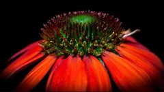 Echinacea 'Sombrero Adobe Orange'